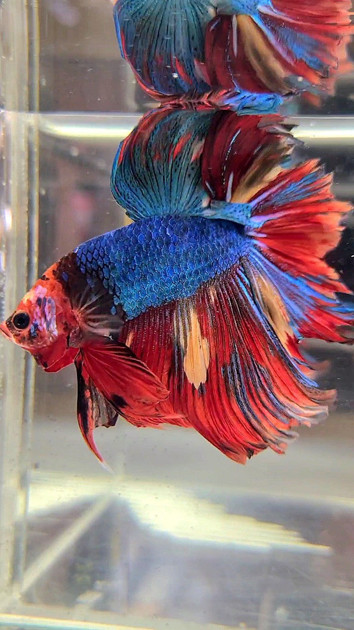 XL HALFMOON ROSETAIL BLUE RED FANCY MULTICOLOR UNIQUE FACE BETTA FISH