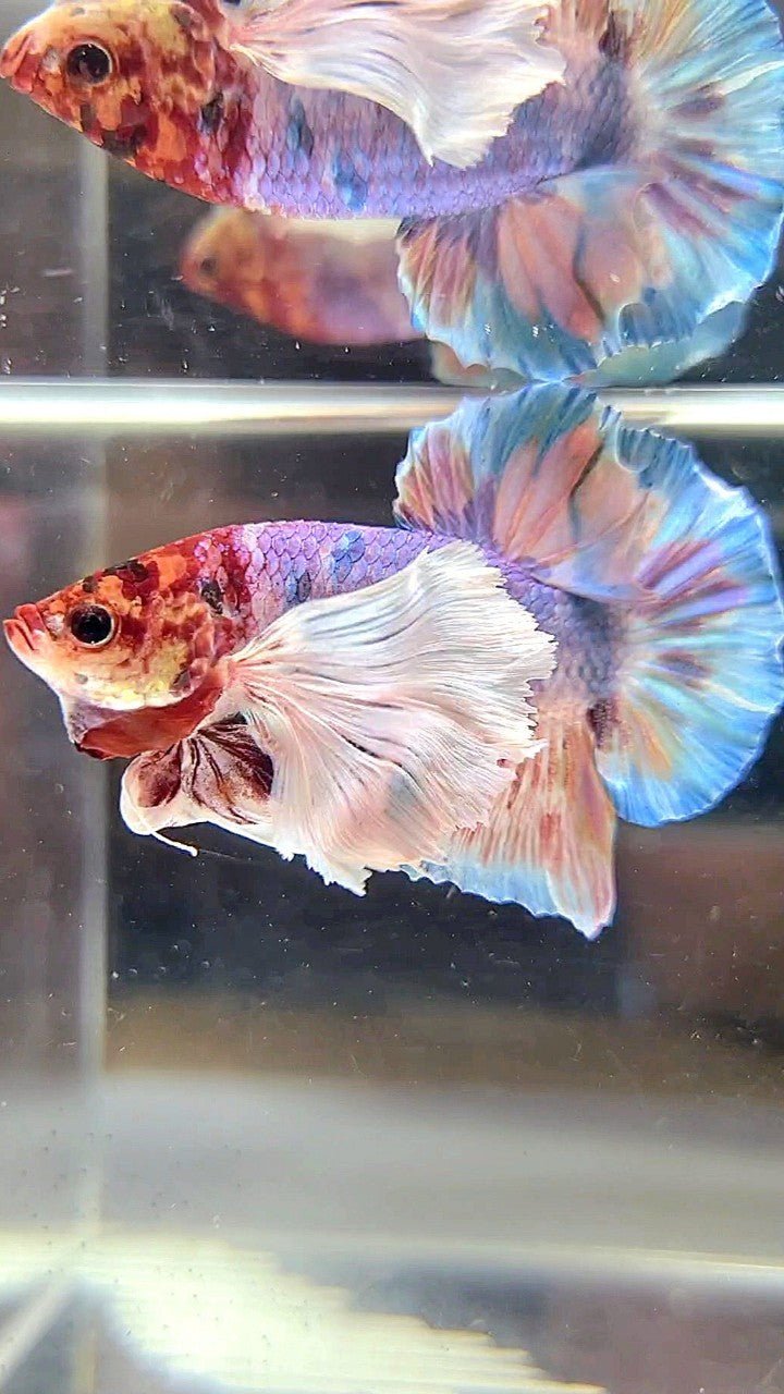 HALFMOON SUPER DUMBO EAR WHITE CANDY MULTICOLOR BETTA FISH