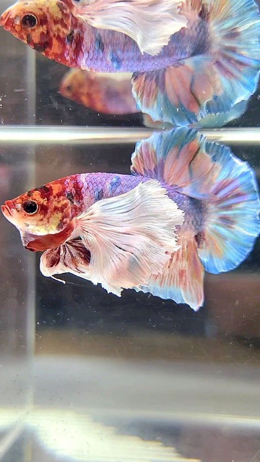 HALFMOON SUPER DUMBO EAR WHITE CANDY MULTICOLOR BETTA FISH