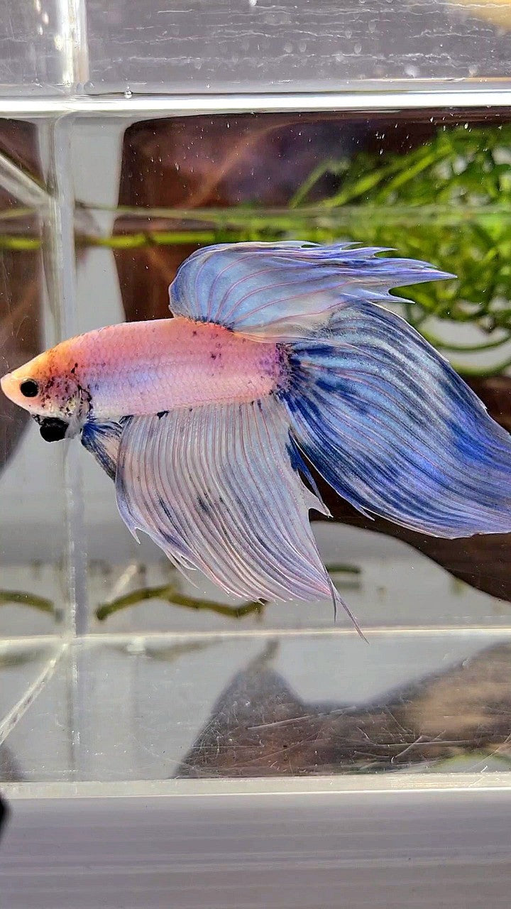 XL VEILTAIL BLUE LIGHT GRIZZLE YELLOW HEAD BETTA FISH