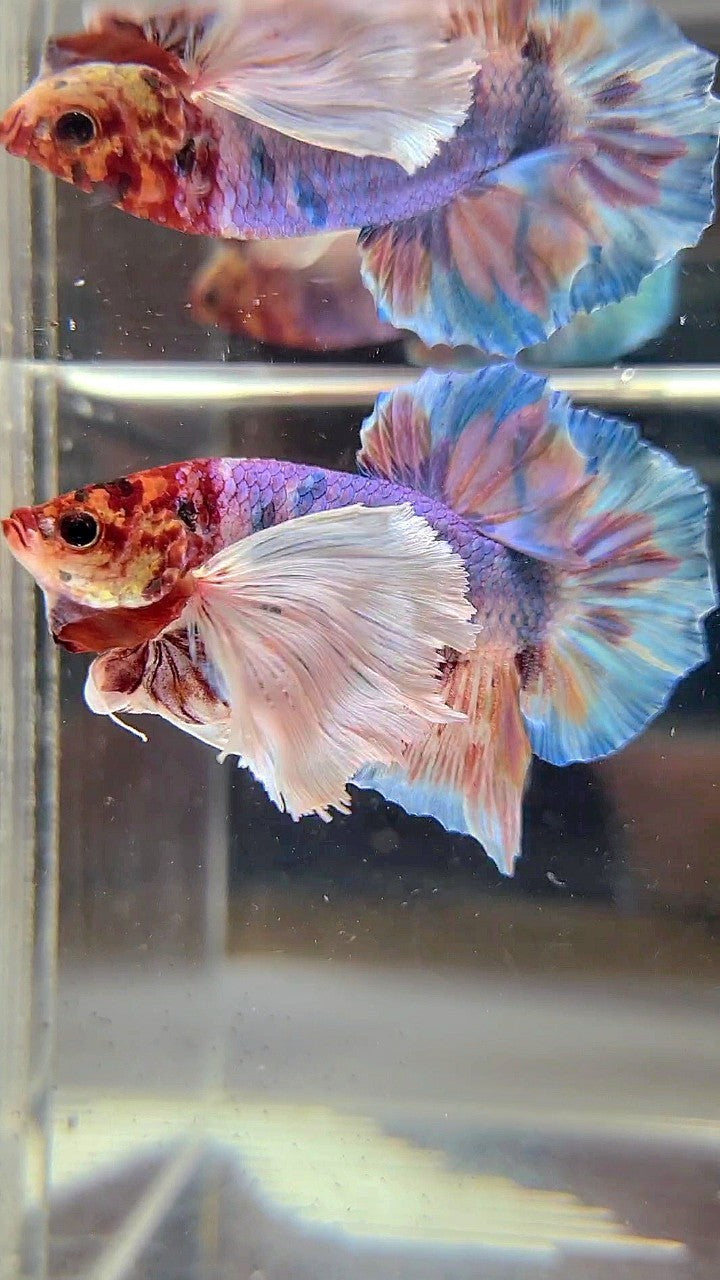 HALFMOON SUPER DUMBO EAR WHITE CANDY MULTICOLOR BETTA FISH