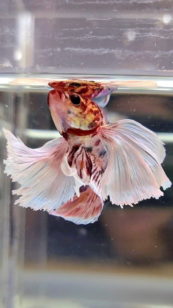 HALFMOON SUPER DUMBO EAR WHITE CANDY MULTICOLOR BETTA FISH