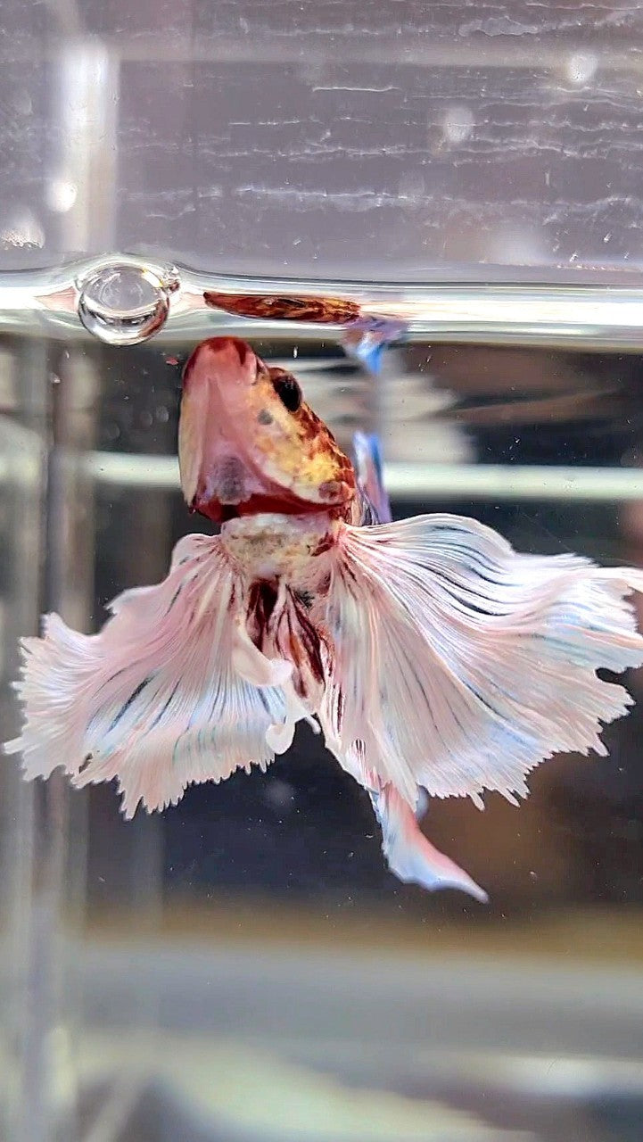 HALFMOON SUPER DUMBO EAR WHITE CANDY MULTICOLOR BETTA FISH