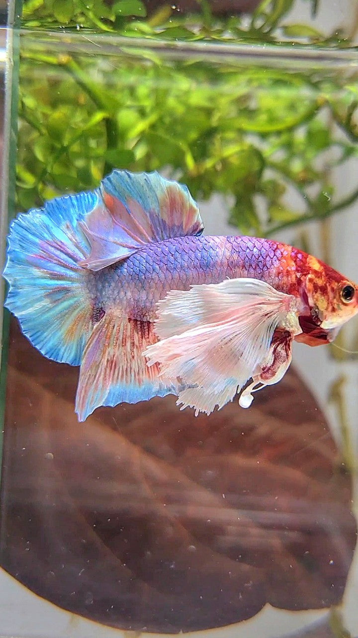 HALFMOON SUPER DUMBO EAR WHITE CANDY MULTICOLOR BETTA FISH