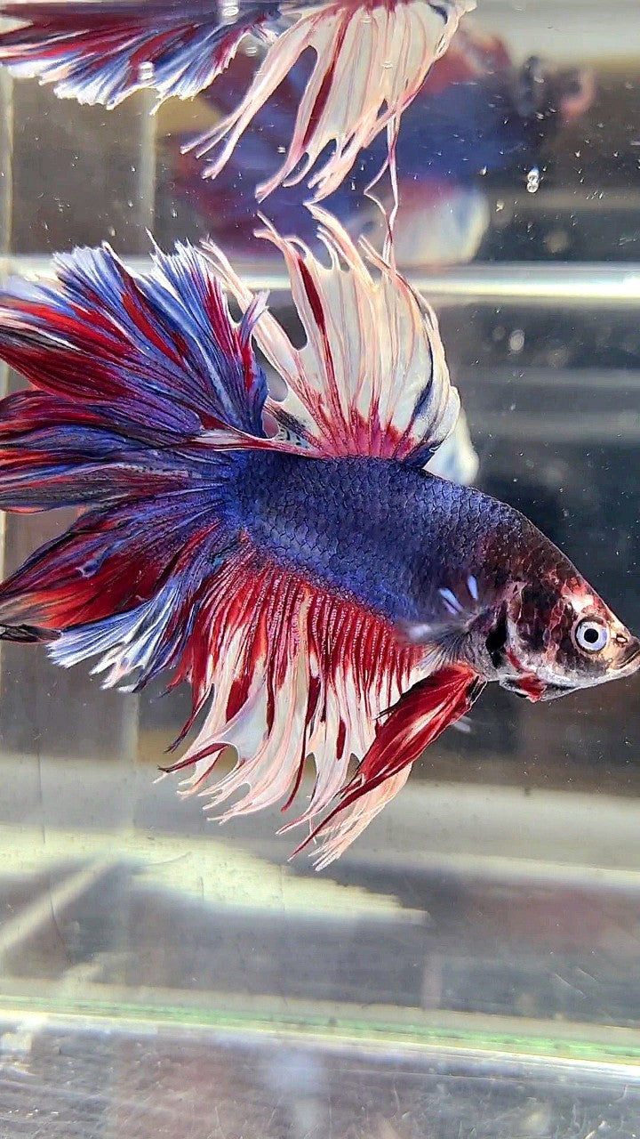 XL HALFMOON CROWNTAIL ROSETAIL PURPLE WHITE SPLASH BETTA FISH