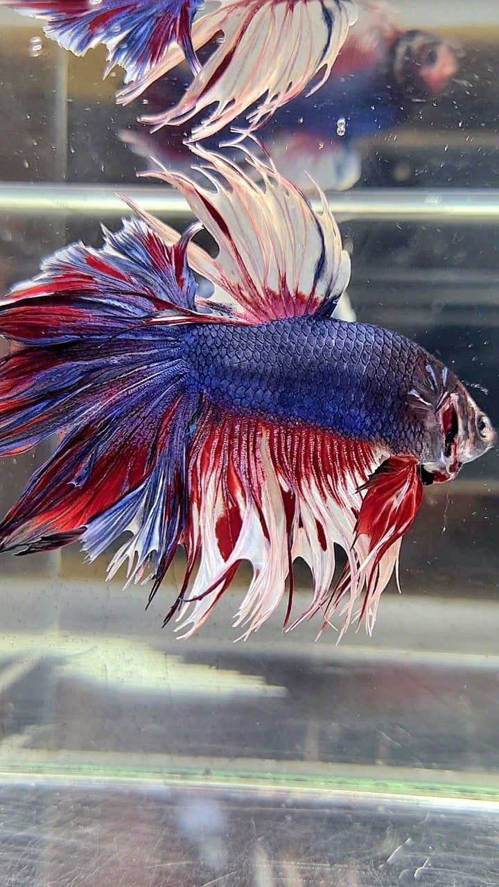 XL HALFMOON CROWNTAIL ROSETAIL PURPLE WHITE SPLASH BETTA FISH