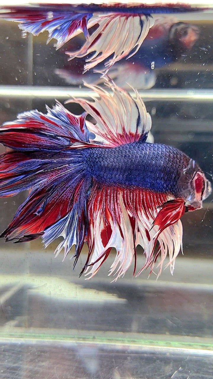 XL HALFMOON CROWNTAIL ROSETAIL PURPLE WHITE SPLASH BETTA FISH