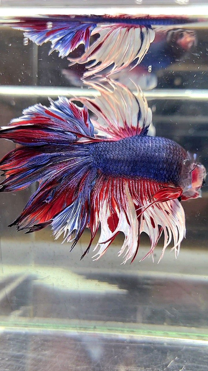 XL HALFMOON CROWNTAIL ROSETAIL PURPLE WHITE SPLASH BETTA FISH