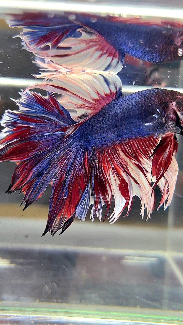 XL HALFMOON CROWNTAIL ROSETAIL PURPLE WHITE SPLASH BETTA FISH