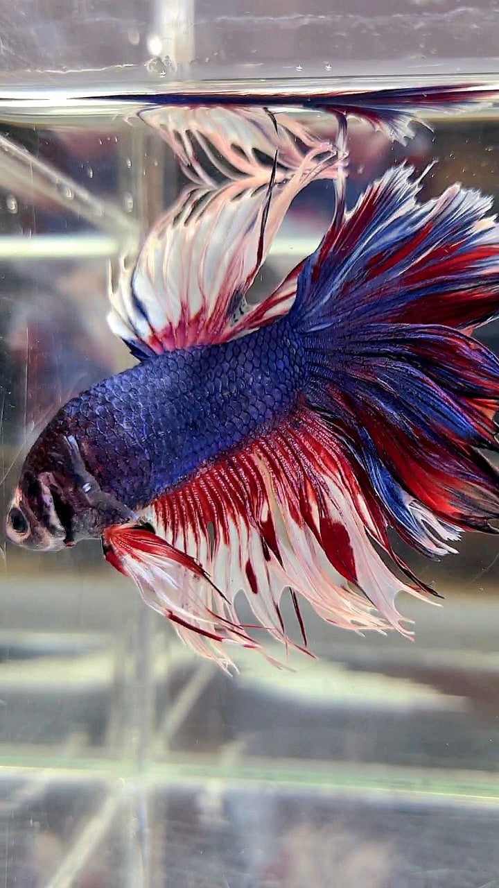 XL HALFMOON CROWNTAIL ROSETAIL PURPLE WHITE SPLASH BETTA FISH