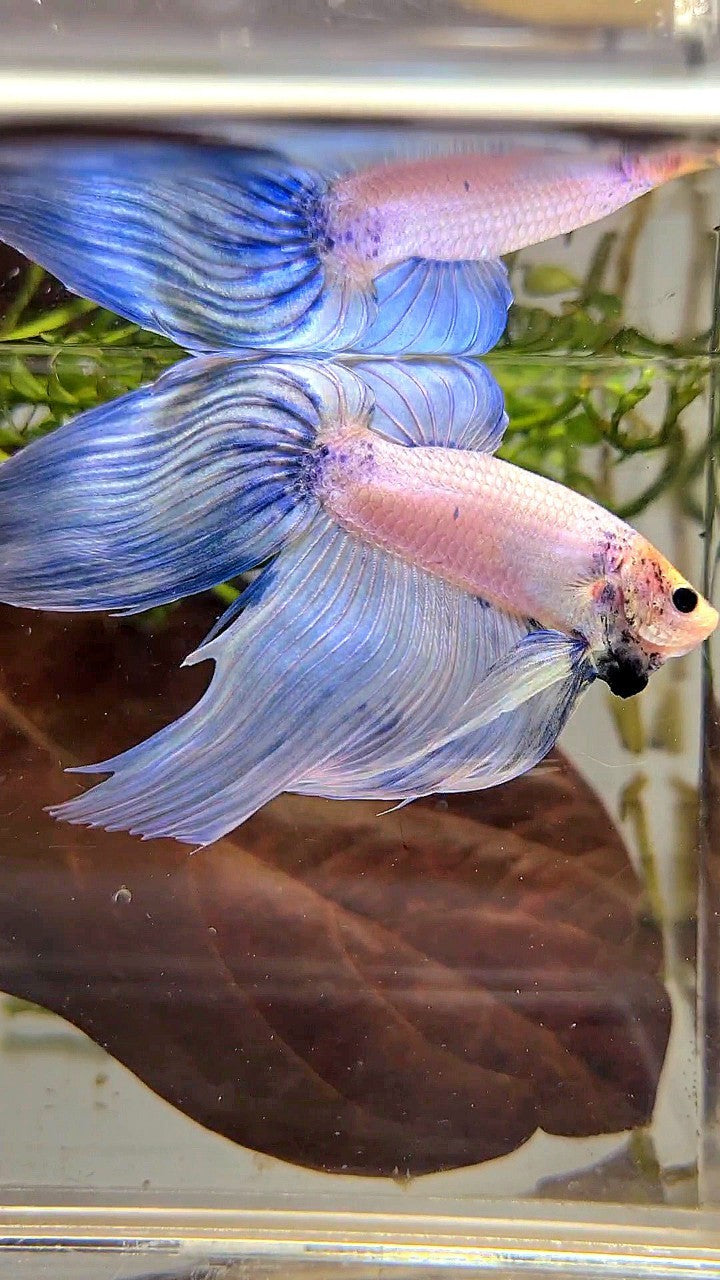 XL VEILTAIL BLUE LIGHT GRIZZLE YELLOW HEAD BETTA FISH