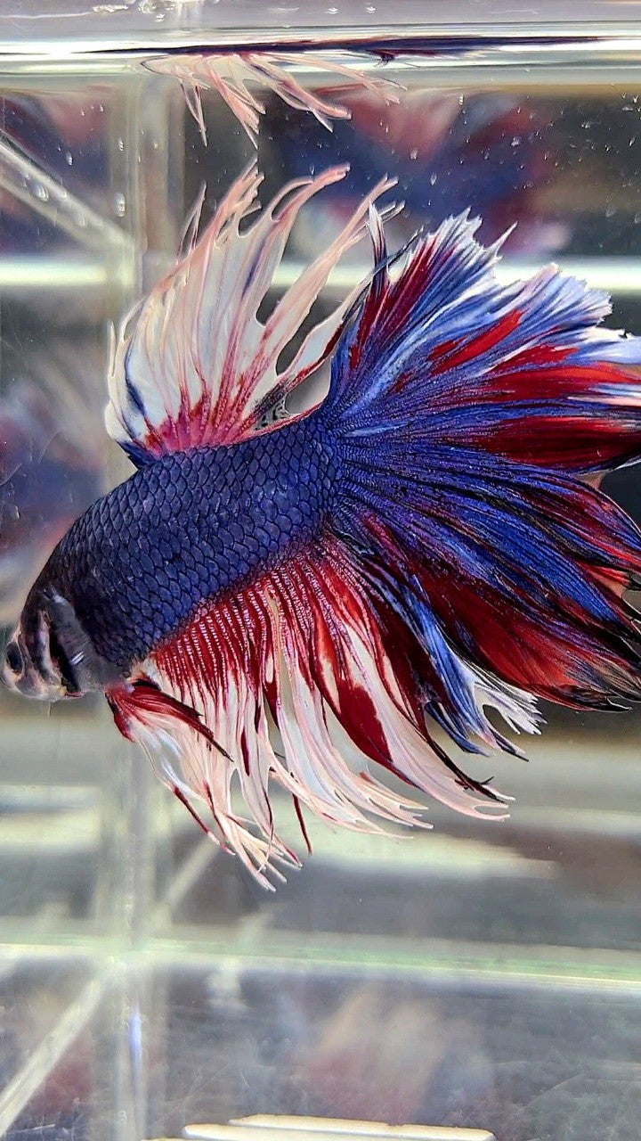 XL HALFMOON CROWNTAIL ROSETAIL PURPLE WHITE SPLASH BETTA FISH