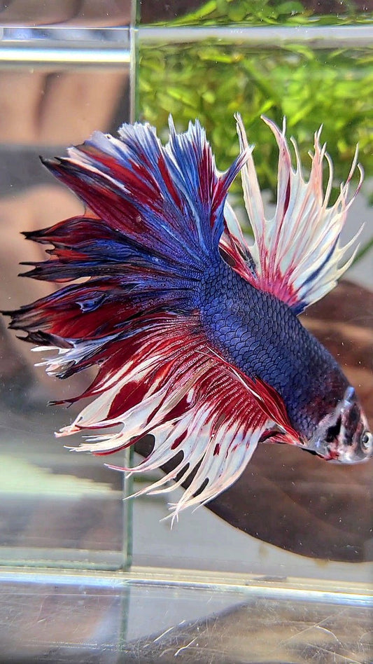 XL HALFMOON CROWNTAIL ROSETAIL PURPLE WHITE SPLASH BETTA FISH