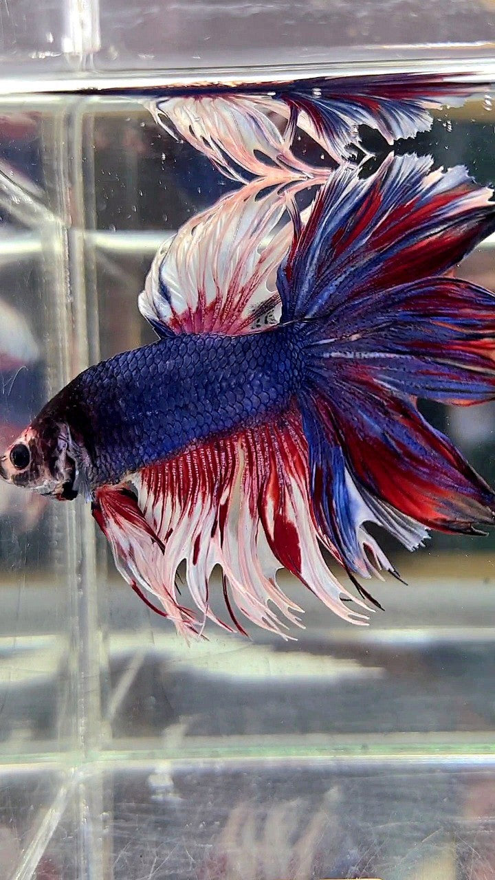 XL HALFMOON CROWNTAIL ROSETAIL PURPLE WHITE SPLASH BETTA FISH