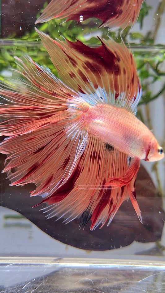 XL HALFMOON DOUBLE TAIL OVERTAIL ARMAGEDDON BETTA FISH