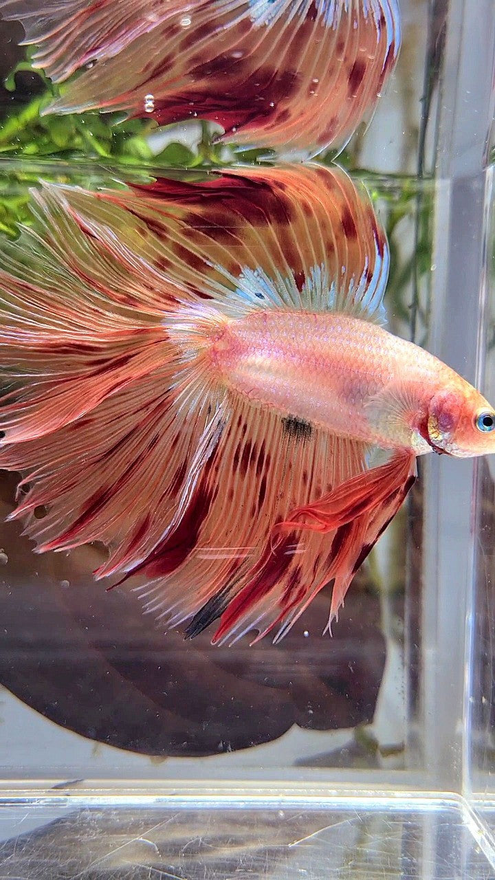 XL HALFMOON DOUBLE TAIL OVERTAIL ARMAGEDDON BETTA FISH