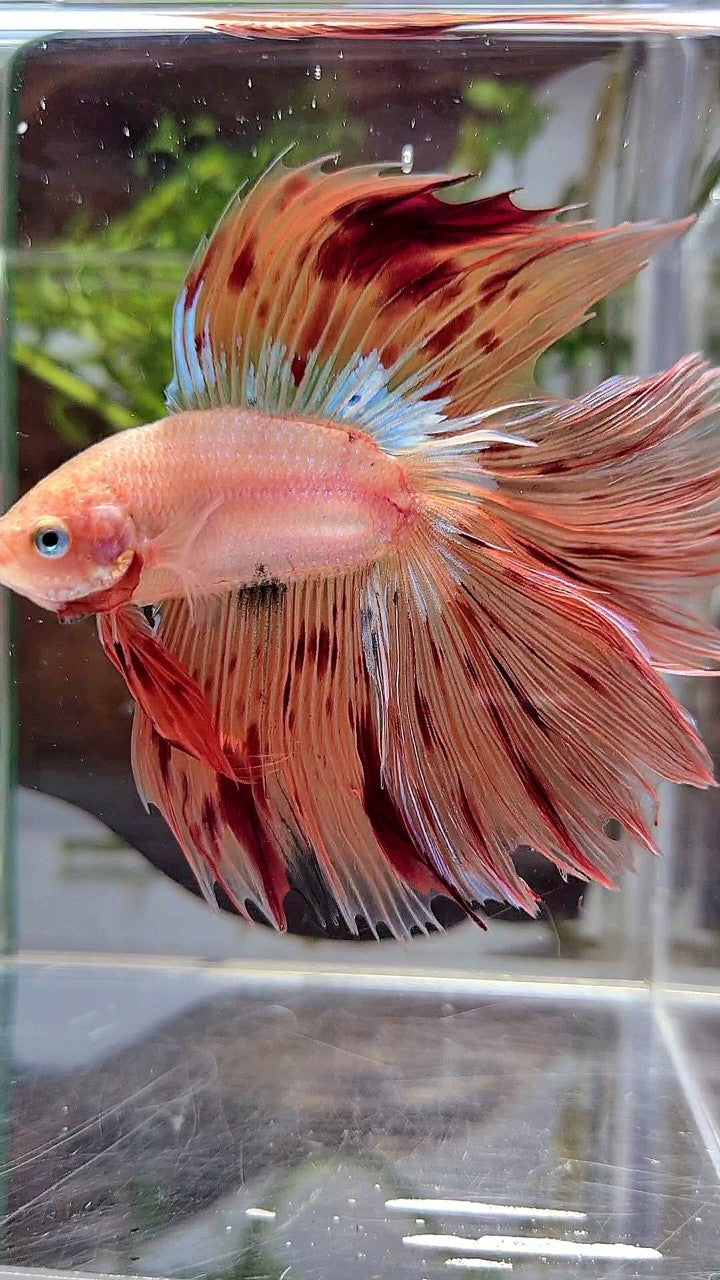 XL HALFMOON DOUBLE TAIL OVERTAIL ARMAGEDDON BETTA FISH