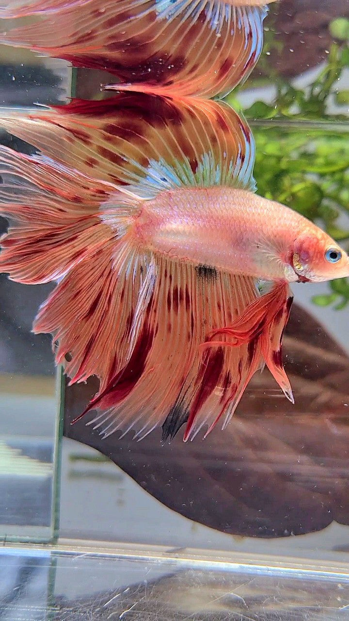 XL HALFMOON DOUBLE TAIL OVERTAIL ARMAGEDDON BETTA FISH