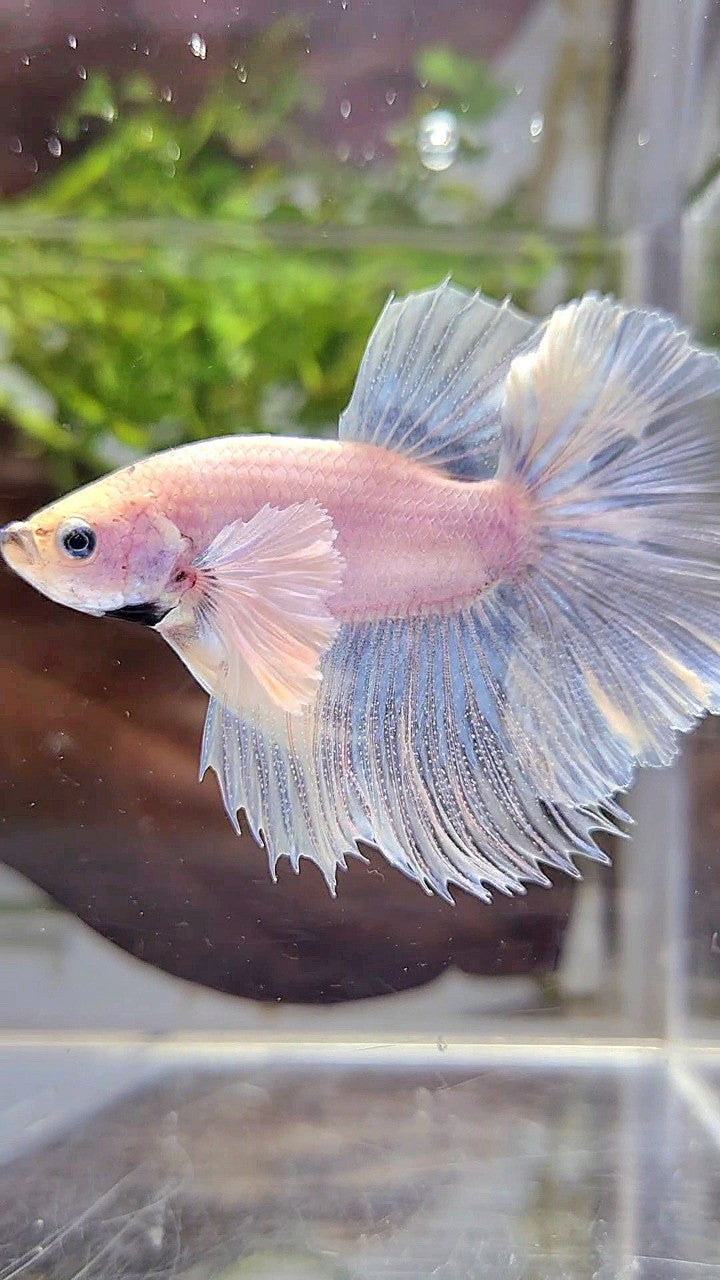 HALFMOON DUMBO EAR ROSETAIL SUPER WHITE BETTA FISH