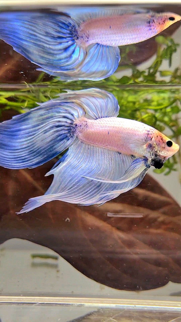 XL VEILTAIL BLUE LIGHT GRIZZLE YELLOW HEAD BETTA FISH