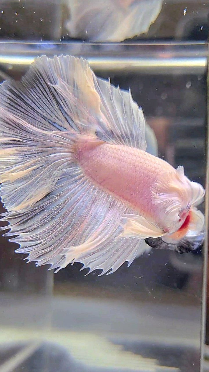 HALFMOON DUMBO EAR ROSETAIL SUPER WHITE BETTA FISH