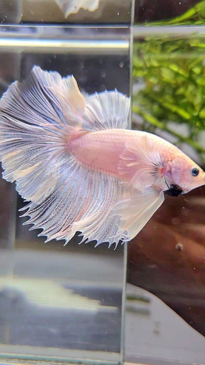 HALFMOON DUMBO EAR ROSETAIL SUPER WHITE BETTA FISH