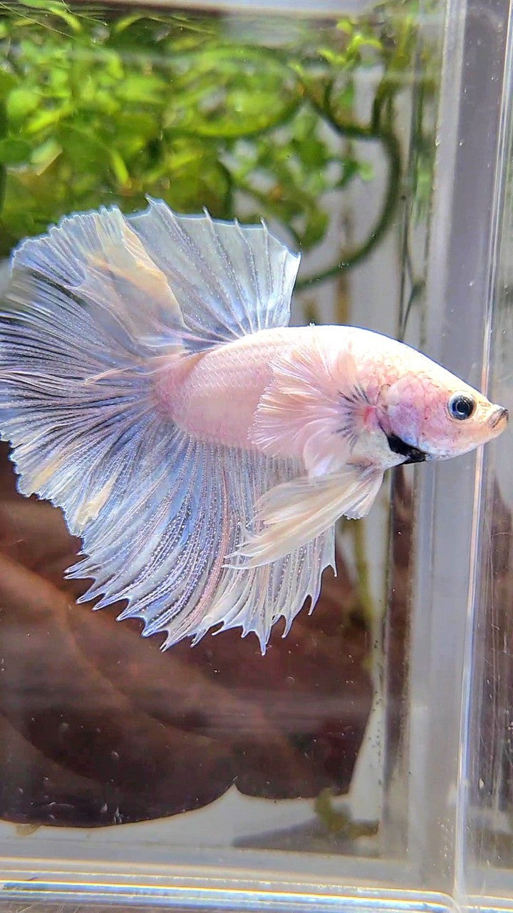 HALFMOON DUMBO EAR ROSETAIL SUPER WHITE BETTA FISH