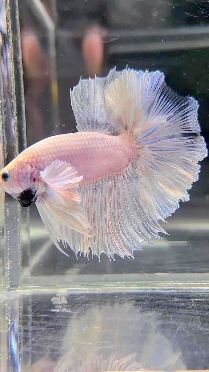 HALFMOON DUMBO EAR ROSETAIL SUPER WHITE BETTA FISH