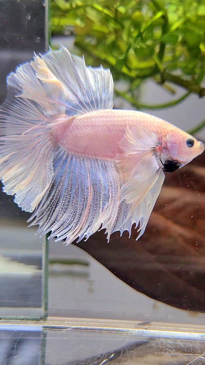 HALFMOON DUMBO EAR ROSETAIL SUPER WHITE BETTA FISH