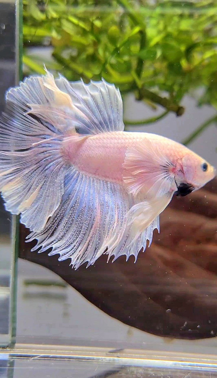 HALFMOON DUMBO EAR ROSETAIL SUPER WHITE BETTA FISH