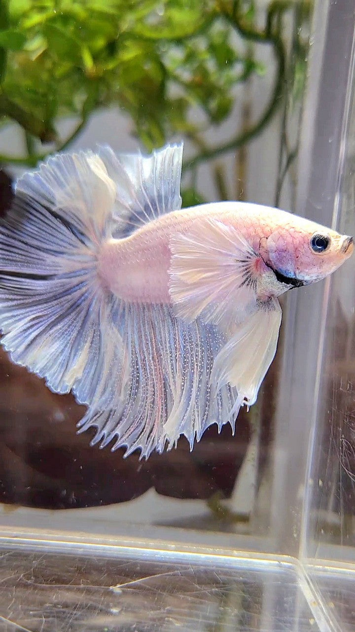 HALFMOON DUMBO EAR ROSETAIL SUPER WHITE BETTA FISH