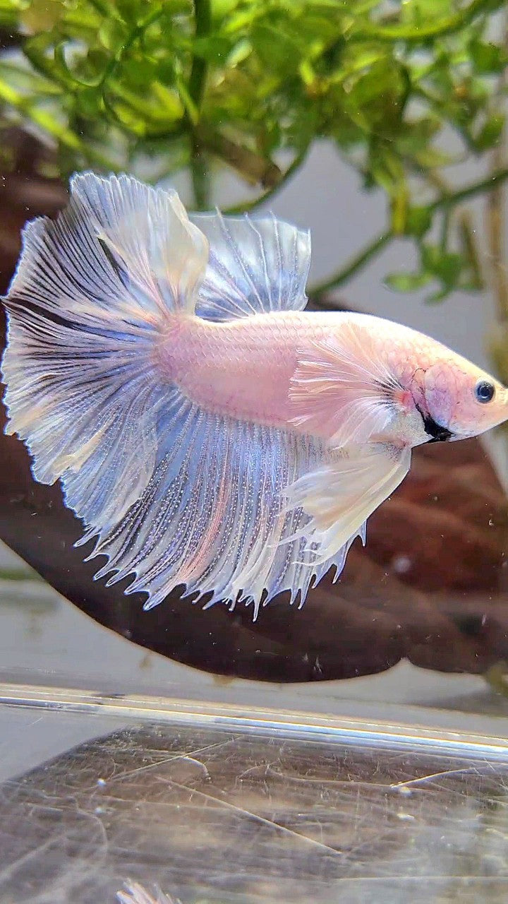 HALFMOON DUMBO EAR ROSETAIL SUPER WHITE BETTA FISH