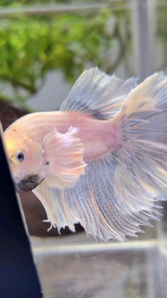 HALFMOON DUMBO EAR ROSETAIL SUPER WHITE BETTA FISH