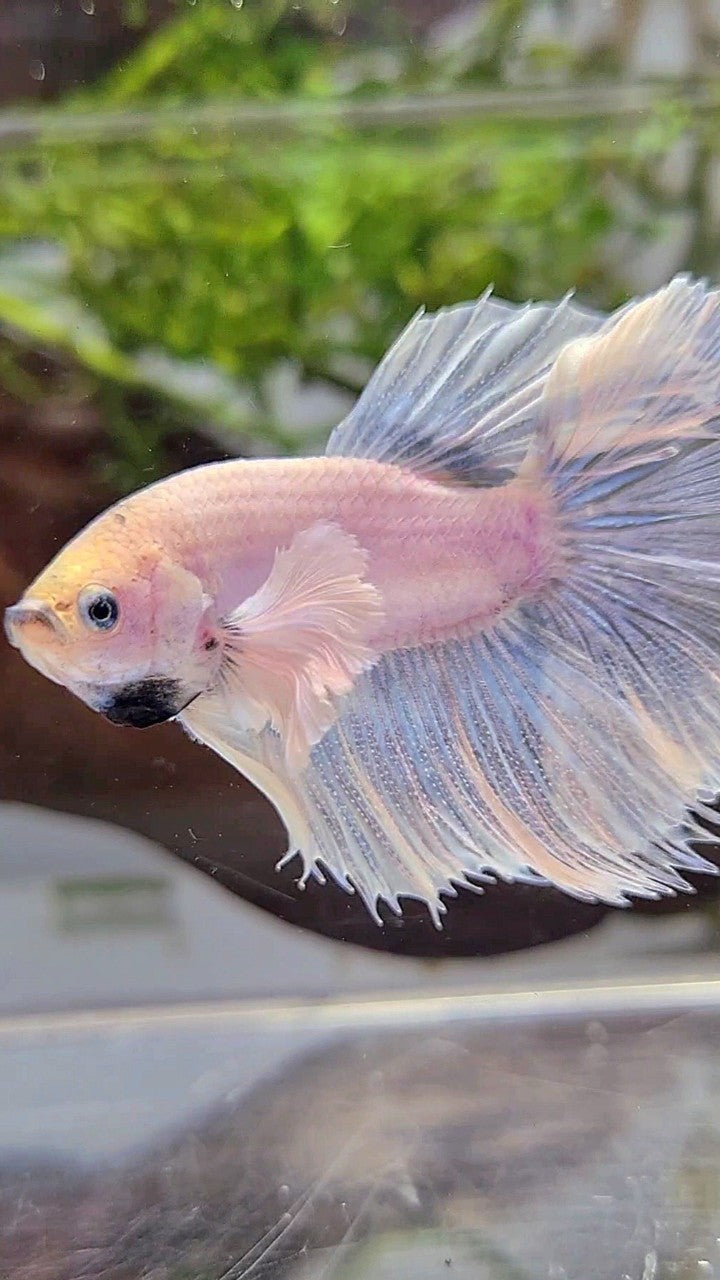 HALFMOON DUMBO EAR ROSETAIL SUPER WHITE BETTA FISH