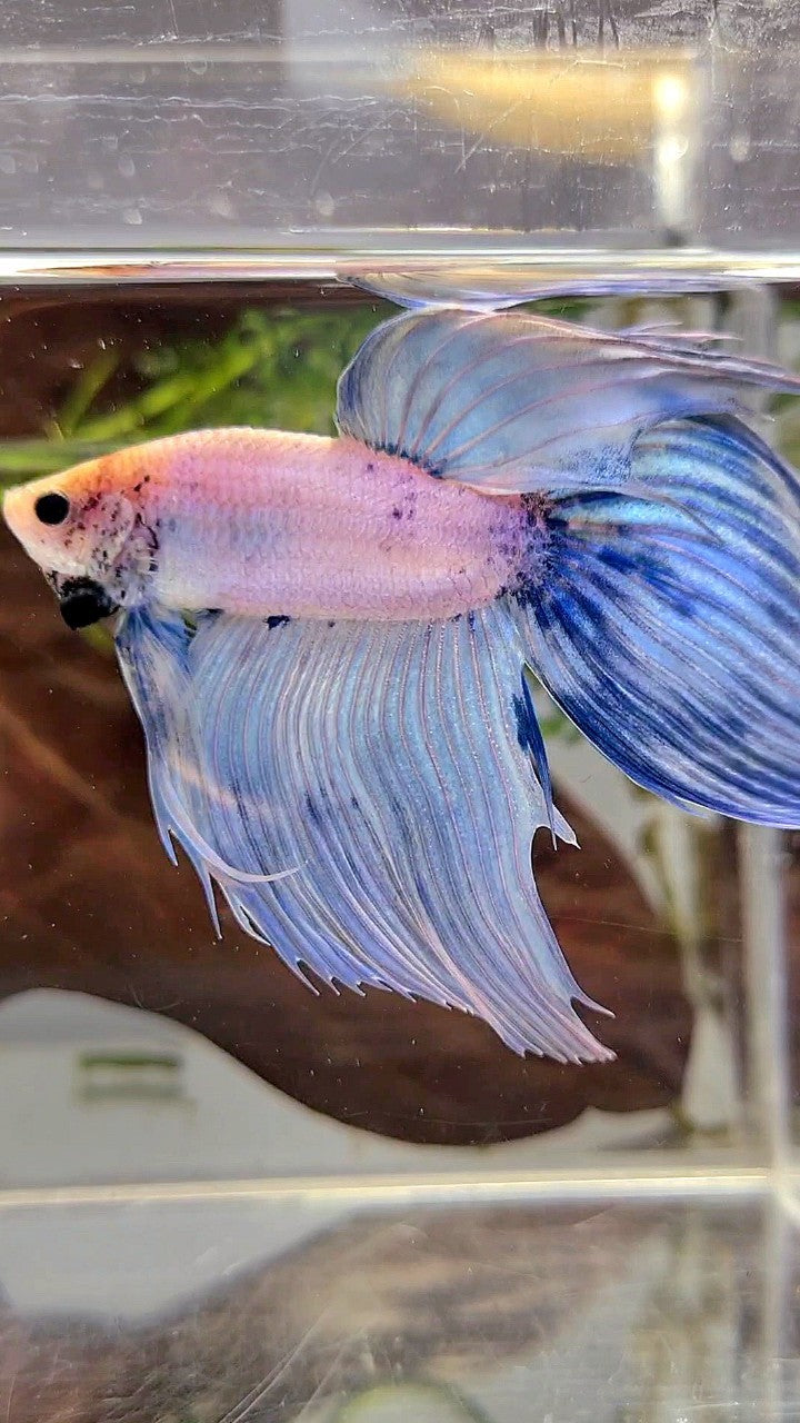 XL VEILTAIL BLUE LIGHT GRIZZLE YELLOW HEAD BETTA FISH