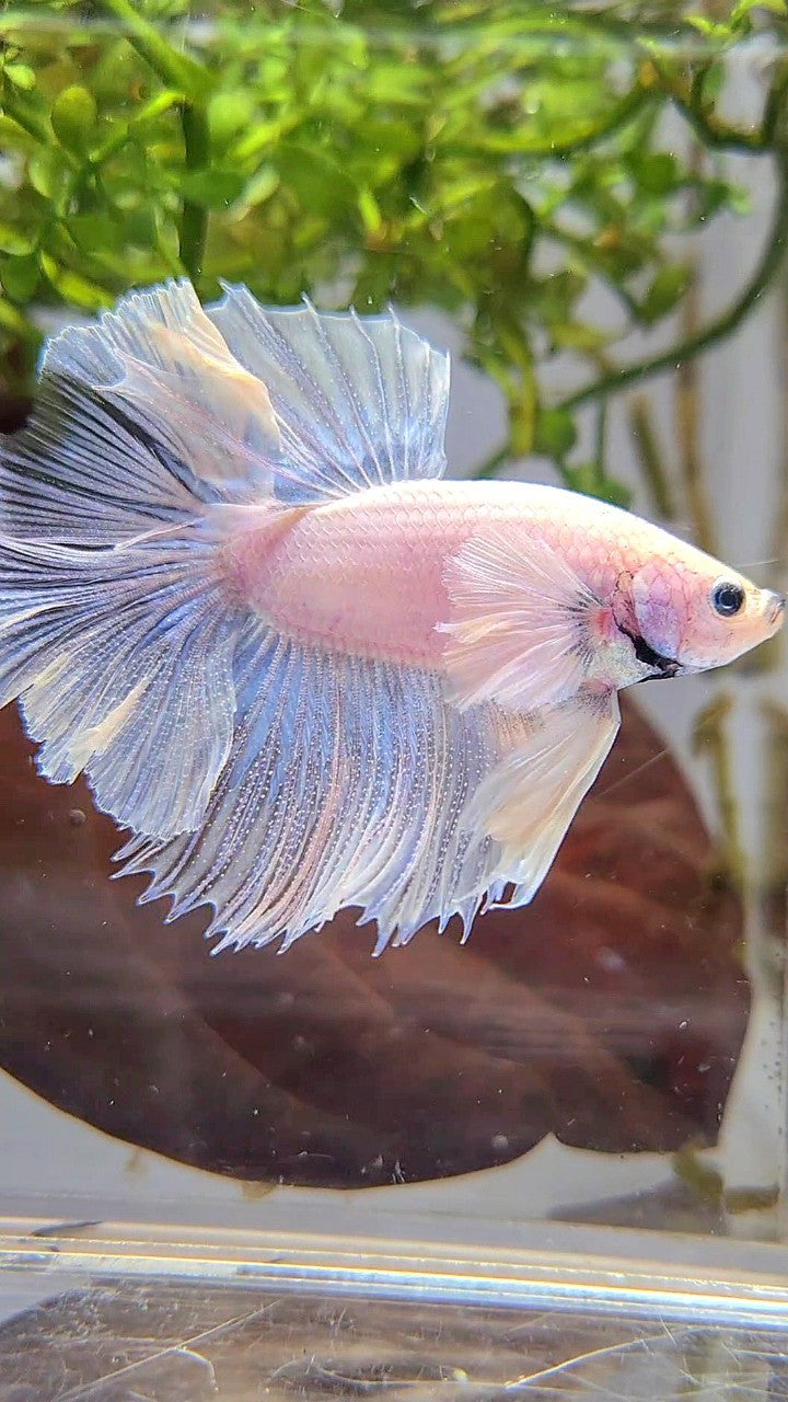 HALFMOON DUMBO EAR ROSETAIL SUPER WHITE BETTA FISH