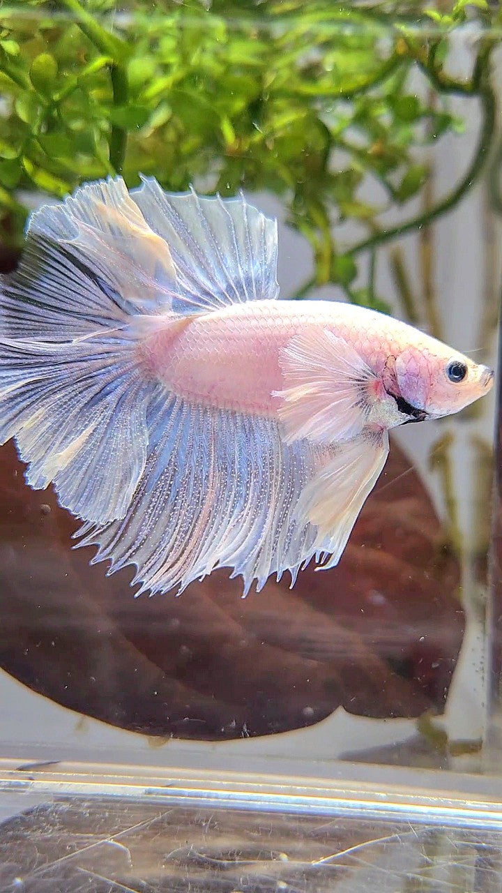 HALFMOON DUMBO EAR ROSETAIL SUPER WHITE BETTA FISH