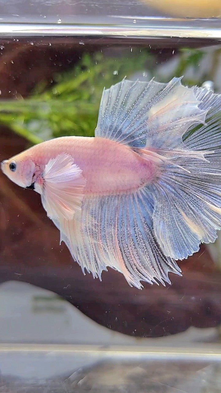 HALFMOON DUMBO EAR ROSETAIL SUPER WHITE BETTA FISH