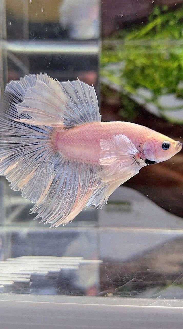 HALFMOON DUMBO EAR ROSETAIL SUPER WHITE BETTA FISH