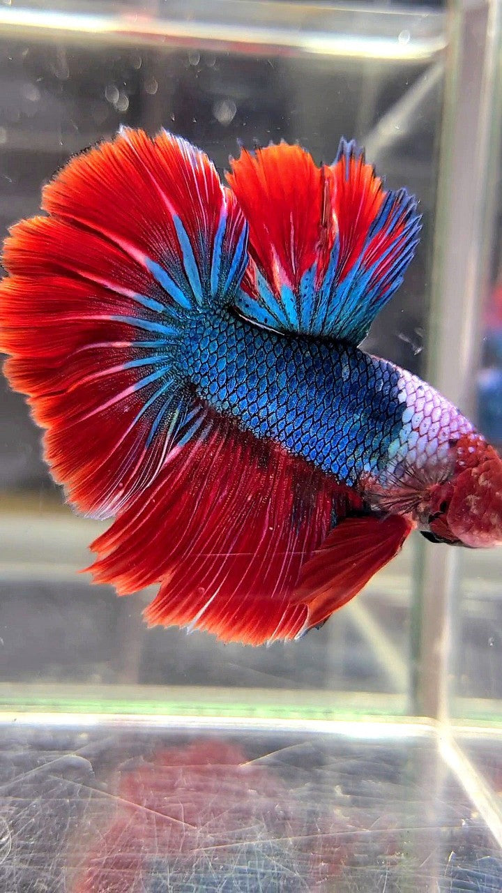 HALFMOON ROSETAIL RED HEAD HELLBOY FANCY BLUE BETTA FISH