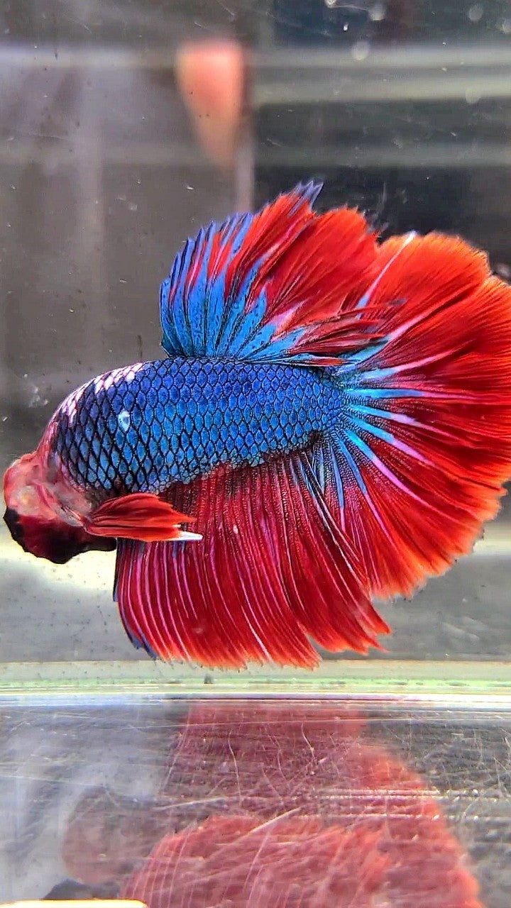 HALFMOON ROSETAIL RED HEAD HELLBOY FANCY BLUE BETTA FISH