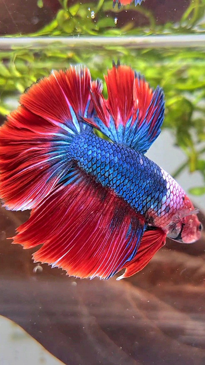 HALFMOON ROSETAIL RED HEAD HELLBOY FANCY BLUE BETTA FISH