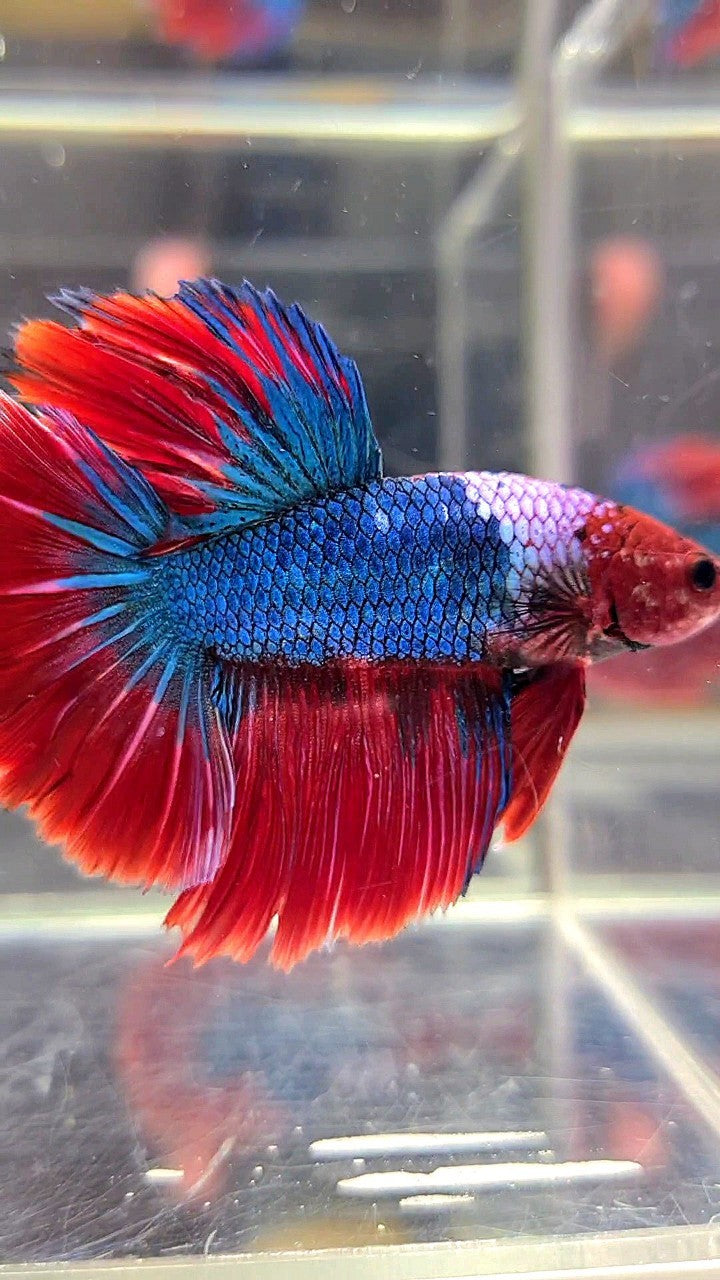 HALFMOON ROSETAIL RED HEAD HELLBOY FANCY BLUE BETTA FISH