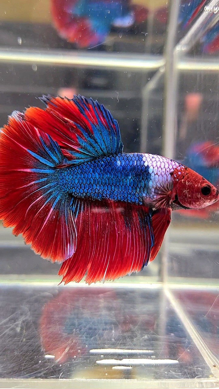 HALFMOON ROSETAIL RED HEAD HELLBOY FANCY BLUE BETTA FISH