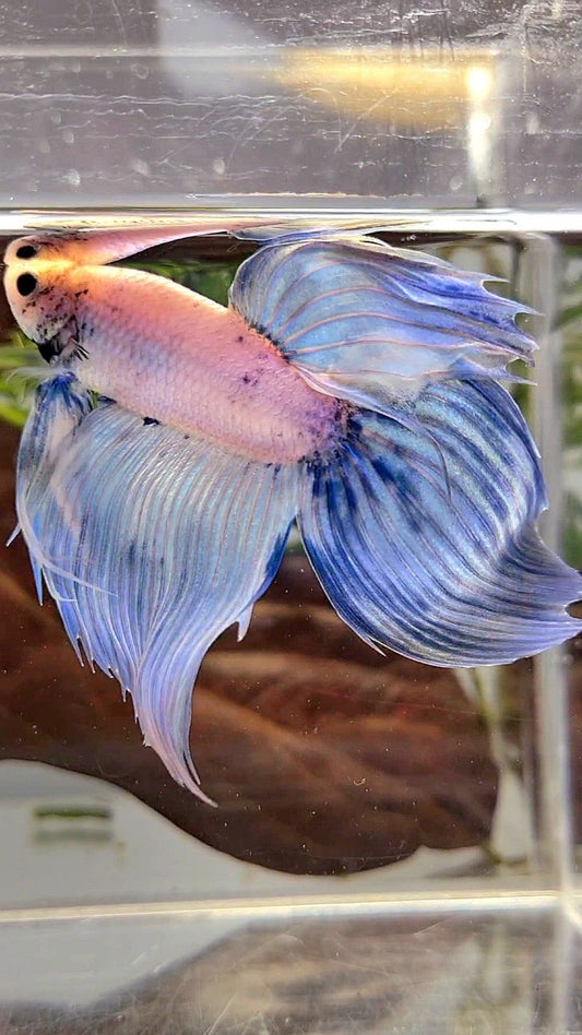 XL VEILTAIL BLUE LIGHT GRIZZLE YELLOW HEAD BETTA FISH