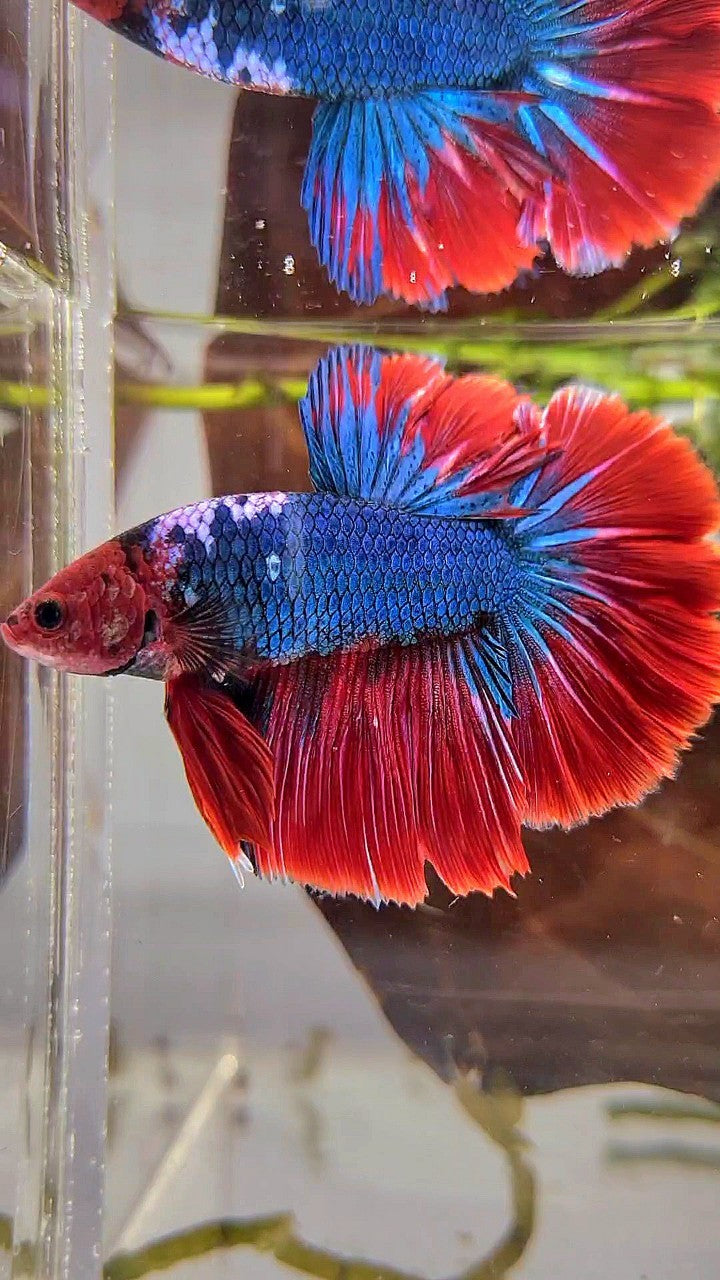 HALFMOON ROSETAIL RED HEAD HELLBOY FANCY BLUE BETTA FISH