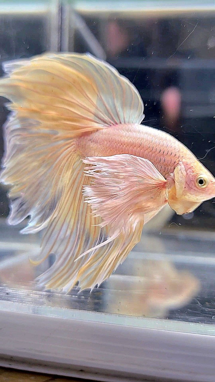 HALFMOON SUPER DUMBO EAR ROSETAIL YELLOW BETTA FISH