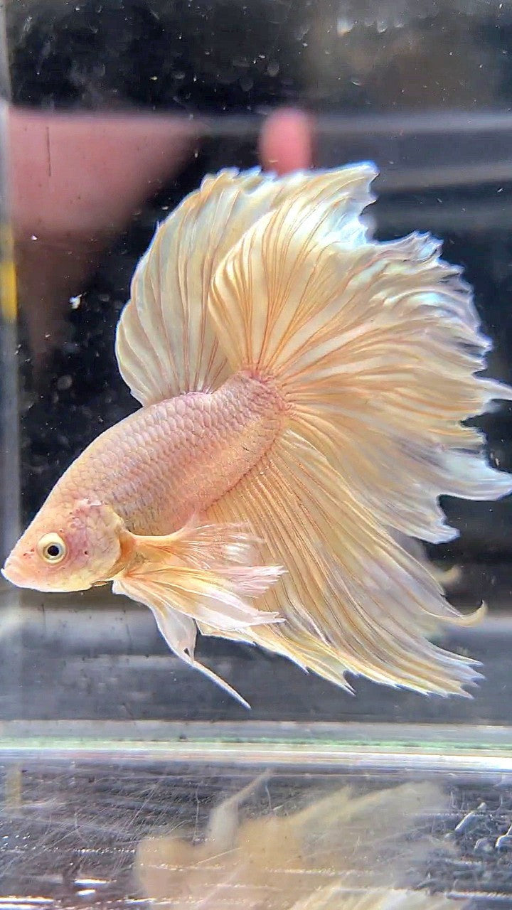 HALFMOON SUPER DUMBO EAR ROSETAIL YELLOW BETTA FISH