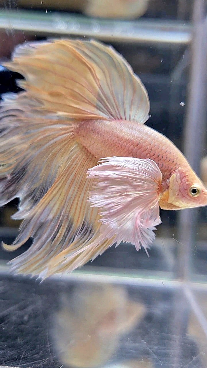 HALFMOON SUPER DUMBO EAR ROSETAIL YELLOW BETTA FISH