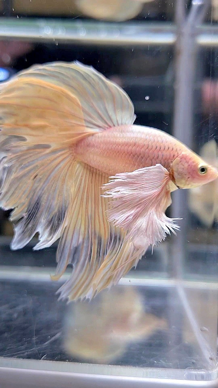 HALFMOON SUPER DUMBO EAR ROSETAIL YELLOW BETTA FISH